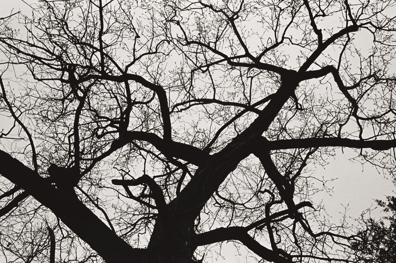 Illustration for article titled 2 rolls of tri-x 400